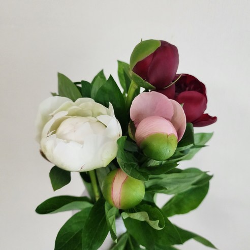 봄을 맞이하여 작약의 화려한 아름다움으로 한해를 뜻깊게 보내세요.