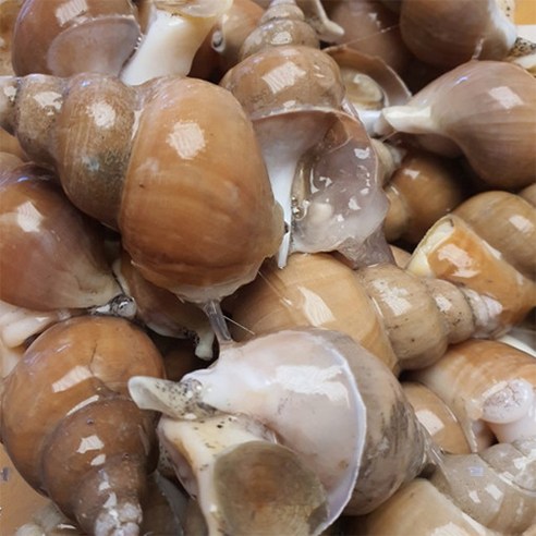 포항 동해안의 신선한 백골뱅이로 만든 맛있고 영양가 있는 백골뱅이 골뱅이탕