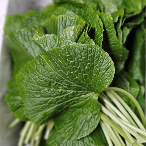 코끝 찡한 행복, 우팜사 생 고추냉이잎으로 식탁을 풍요롭게 철원고추냉이