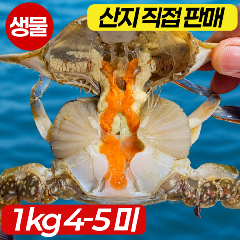[생물 활 꽃게] 당일조업 서해안 알배기 암꽃게