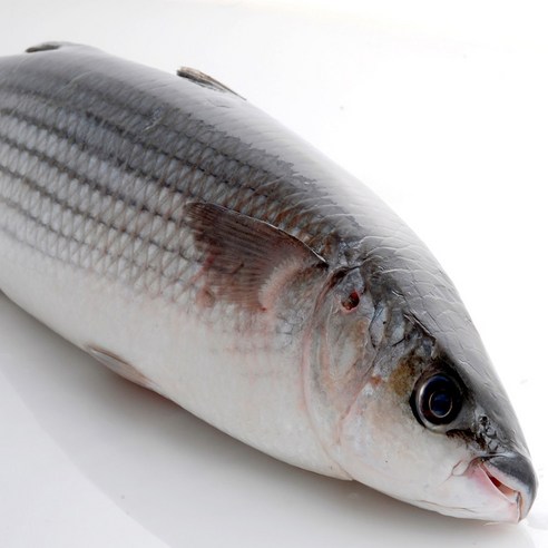 봄 제철, 남해안 자연산 숭어회로 즐기는 미식 경험