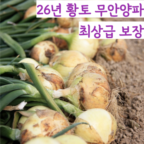 [최상급 보장] 26년 국내산 국산 단단한 무안 황토 햇 양파 흰양파