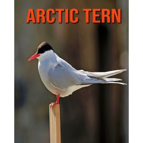 Arctic Tern: Amazing Facts about Arctic Tern Paperback, Independently Published, English, 9798693572300