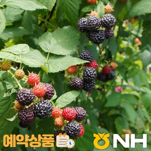 지리산농협하나로마트-지리산 고랭지 토종복분자 GAP인증, 1kg, 1개