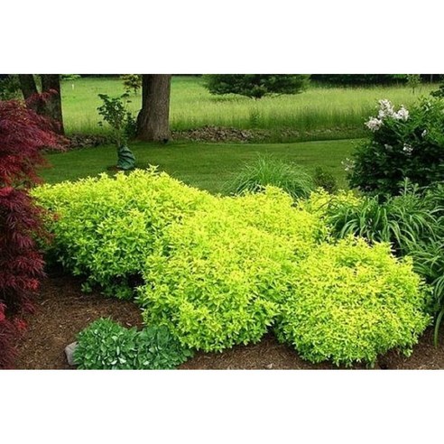 황금조팝나무로 완성하는 나만의 작은 낙원