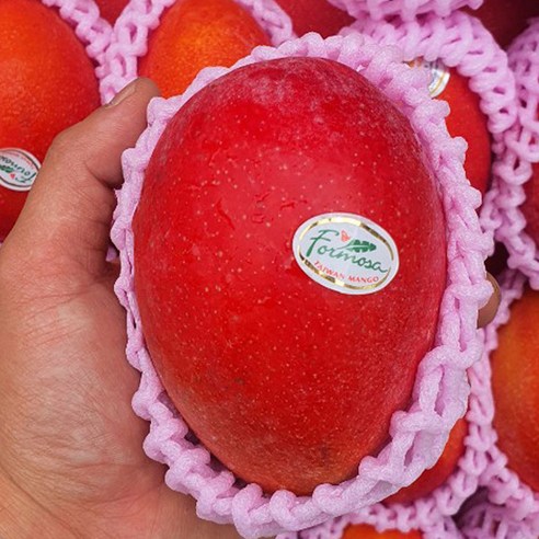 과일의 여왕 대만 고당도 애플망고, 중과, 6개, 270g 내외