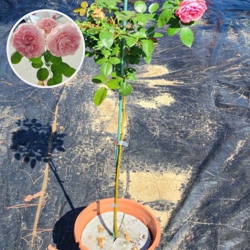 세종원예농원 유럽사계 장미, 덴마크 퍼니엘폴슨의 매혹적인 향기를 당신의 공간에 스탠다드장미