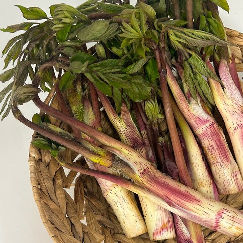 땅두릅 국내산 두릅 제철 봄나물 500g~2kg 중량선택 / 산지직송연구소, 1개, 1.5kg