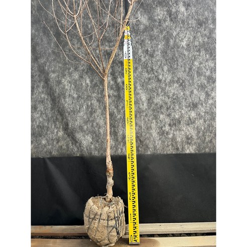 나만의 작은 정원에서 앵두를 수확하는 행복, 앵두나무 묘목으로 시작하세요!