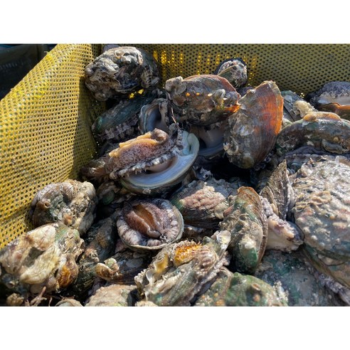 [산지출고] 완도산 활전복 싱싱한 전복 산소포장 산지 직송 대, 1세트, 활전복 대 1kg (11-14미)