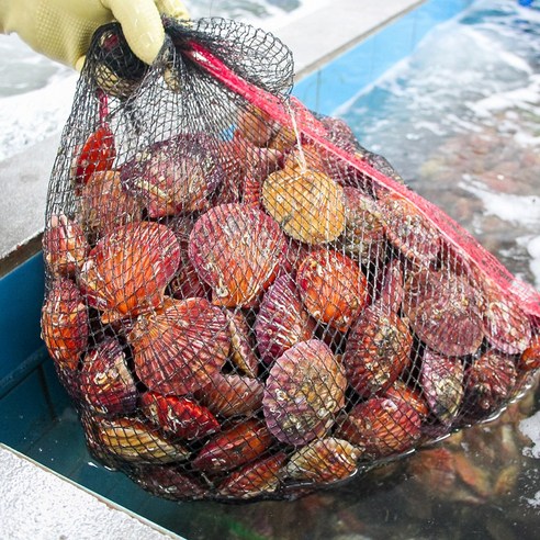 남해안 통영 세척 홍가리비 1kg, 1개