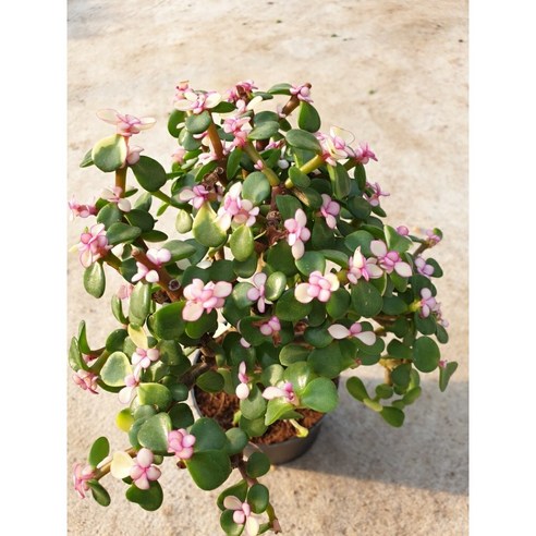 아악무 기본 플라스틱 포트: 식물의 건강한 성장을 위한 필수적인 선택