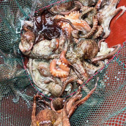 산지직송 통영산 돌문어, 바다의 생생한 맛을 식탁으로