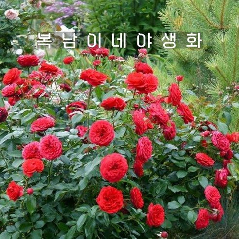 땅장미 아웃오브로젠하임 [1포트 복남이네야생화 모종 빨간장미 로즈 rose], 1개