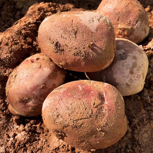 대지의 숨결을 담은 국내산 홍감자, 식탁에 풍요로운 맛과 건강을 더하다.