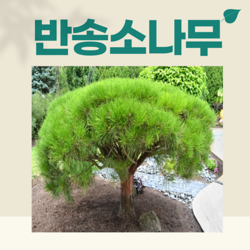 푸른묘목농원 반송 둥근소나무 5년생분묘 - 묘목 | 쿠팡