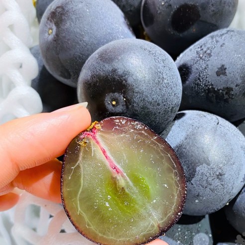 희귀한 오로라 블랙 포도 묘목으로 당신의 정원을 특별하게