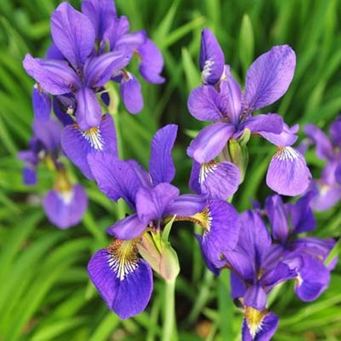 삭막한 일상에 핀 한 송이 위로, 서경농원 붓꽃 모종 심어본 후기 붓꽃