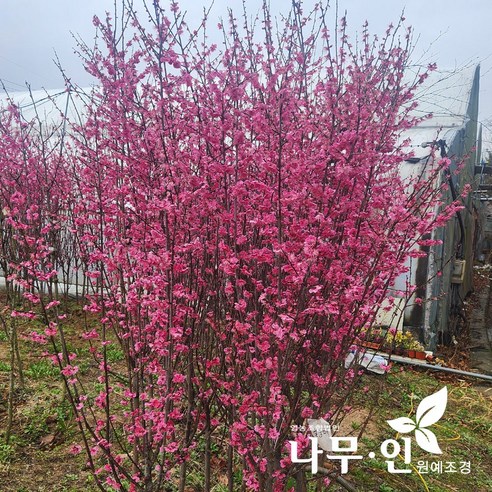 겨울 정원의 낭만, 붉은 매혹을 품은 [나무인] 홍매화 설중매 분뜨기 R5 홍매화