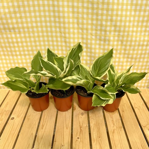 삭막한 베란다, 생기 넘치는 나만의 정원으로! 무늬비비추 하나면 충분해요 비비추