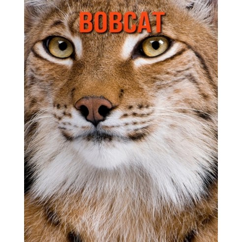 Bobcat: Fun Learning Facts About Bobcat Paperback, Independently Published, English, 9798694305686