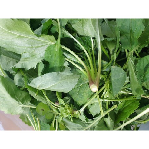 울릉도 생 취나물, 봄 향기 가득한 건강한 밥상