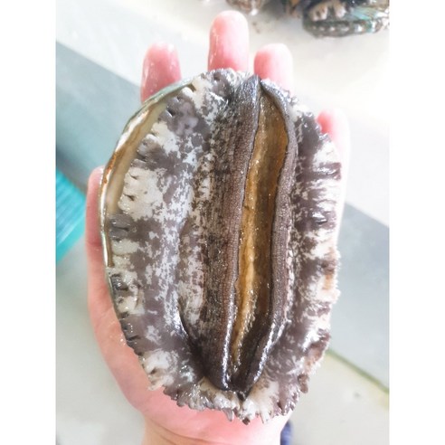 완도사랑 활전복 1kg 이상 무조건 손질칼 증정, 500g(대, 11~12미), 1개
