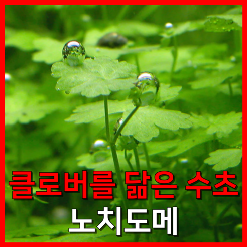 수초 농부의 노치도메 클로버를 닮은 넝쿨 수초를 소개합니다 수초키우기