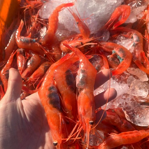 최고의 횟감과 요리에 신선한 바다의 맛을 선사하는 동해안 급냉 홍새우