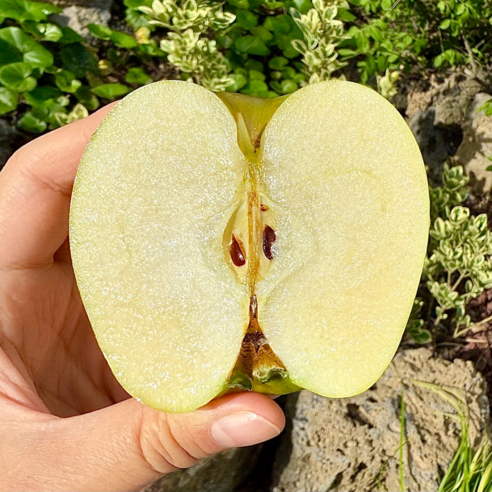 황금빛 유혹, 시나노골드 사과: 당신의 미각을 사로잡을 특별한 경험