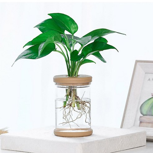 톡톡창고 투명 수경재배 화분 식물 어항 수경 식물 실내 인테리어 수중 자연 가습기, 대형, 1개