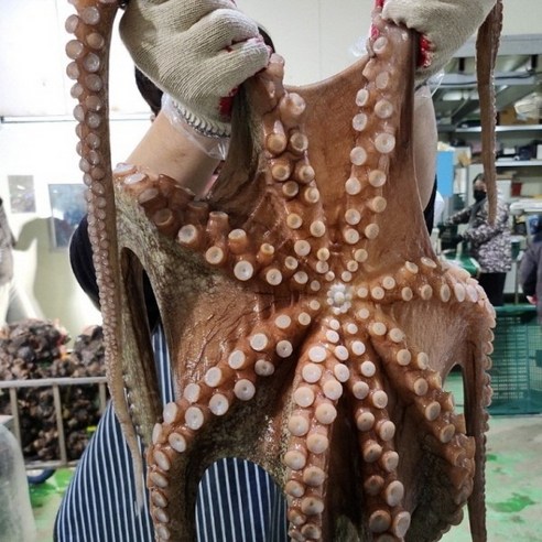 "오늘 저녁, 온 가족이 감탄할 맛! 특대왕 돌문어, 그 놀라운 변신" 남해문어