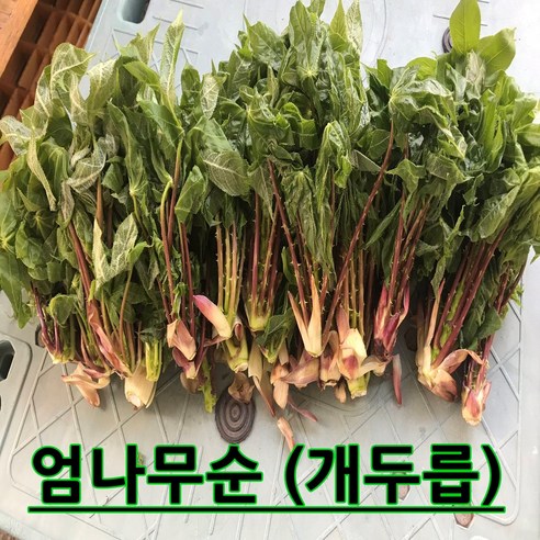 강원도홍천 자연산 엄나무순(개두릅), 1박스, 2kg Best Top5