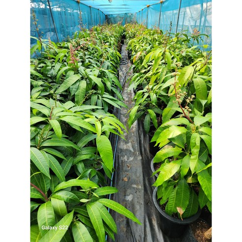 애플망고 홍 묘목으로 정원에 달콤한 행복을 심으세요.