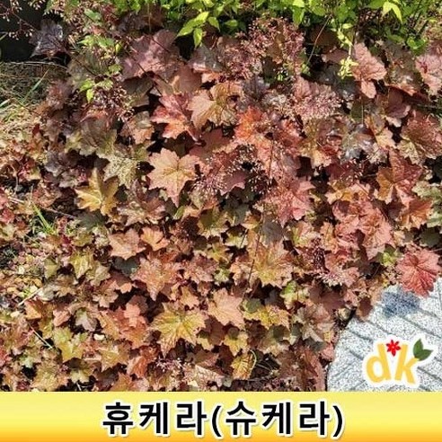 들꽃닷컴]야생화 월동식물 화단인테리어 단풍바위취 슈케라 휴케라 4치포트 5개