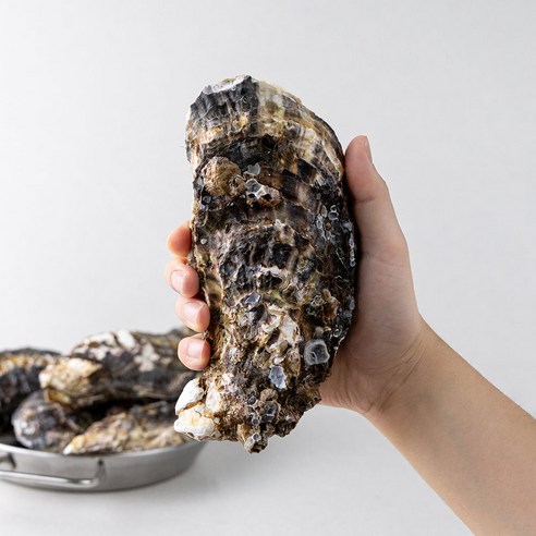 레브 당일작업 산지직송 통영 삼배체 굴 대왕굴, 1개, 9kg