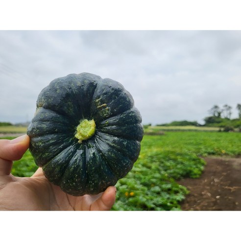 제주스카이팜 산지직송 보우짱 미니밤호박 단호박, 못난이 밤호박 혼합 3kg, 1개