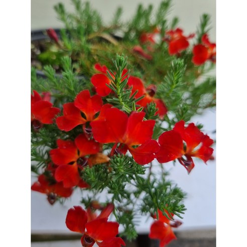 [다온야생화] W5069 초연초 (빨강) (9cm) [랜덤], 1개