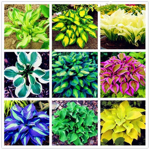 100PCS Hosta Plantaginea Seeds Fragrant Plantain Flower Fire Ice Shade Decor, 1개