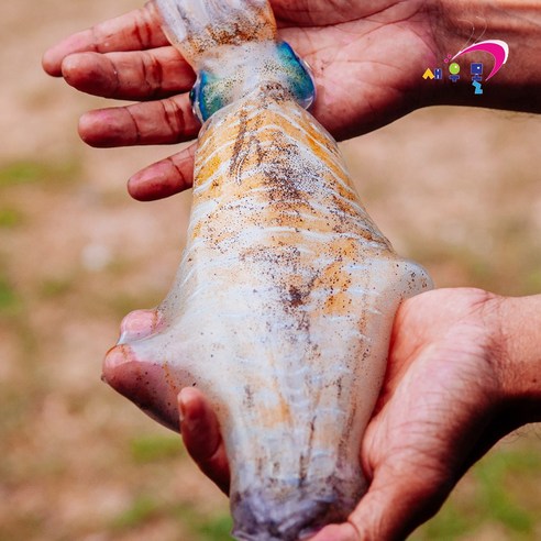 신선하고 맛있는 무늬오징어로 건강한 식탁 꾸리기