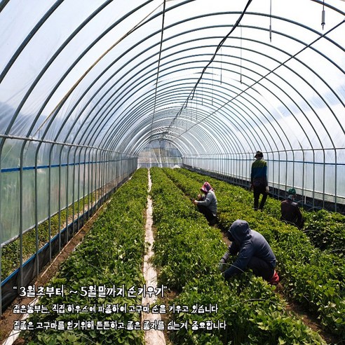 정읍 햇 호박고구마, 꿀 떨어지는 달콤함으로 가을을 채우다