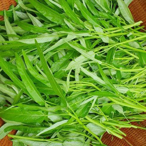 신선한 공심채로 건강한 식탁을 만들어보세요.