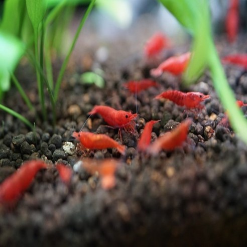 빨간 체리새우: 어항에 생기를 더하는 매력적인 청소 요정