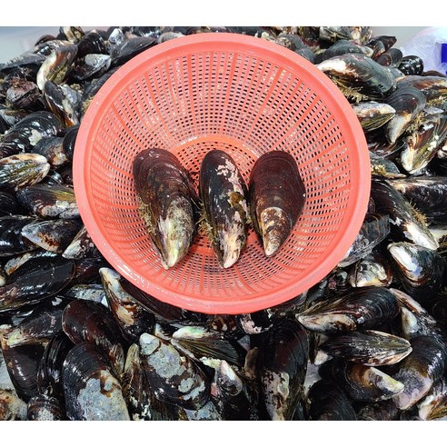 태안 청정 섬의 자연산 홍합, 풍성한 맛과 영양을 한 입에