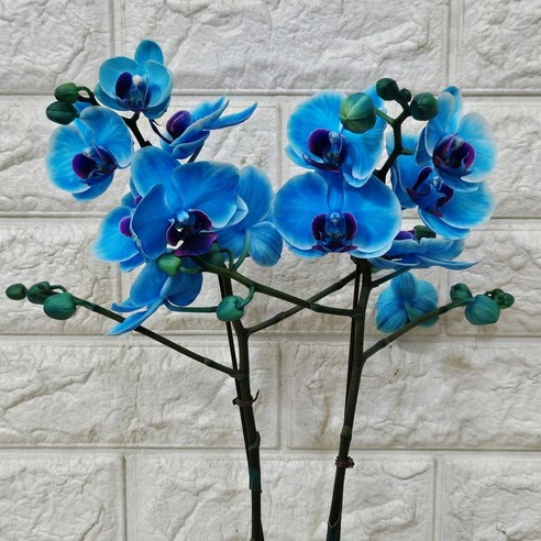 특별한 날, 특별함을 더하는 아바타 염색 호접란 블루40