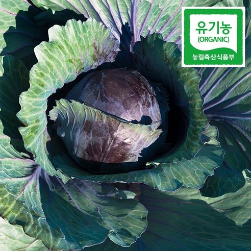 건강과 맛을 위한 친환경적 솔루션: 무농약 적양배추