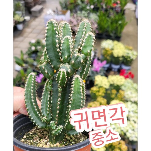 귀면각-중소/잎이 없고 가시가 많은 다육 식물 선인장, 1개