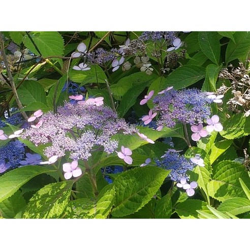 평창 산수국, 당신의 공간에 자연을 더하다