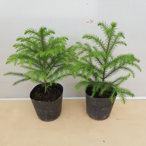 눈꽃송이 아라우카리아로 겨울 정원을 따뜻하게, 공간에 싱그러움을 더하세요.