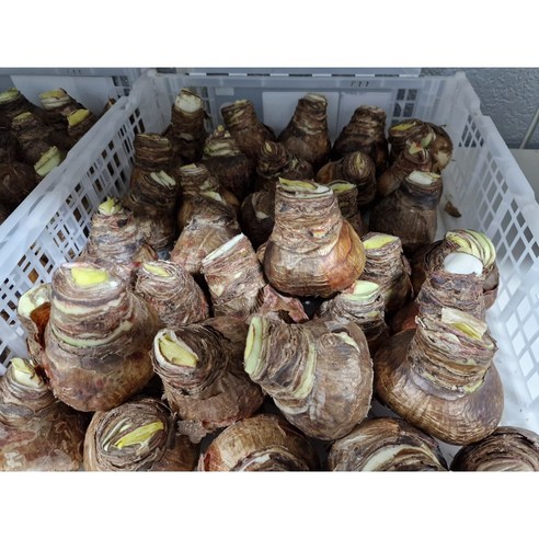 아마릴리스 레드라이온, 똥손도 금손되는 붉은 기적!